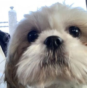 Meet your Posher, Carlos esteban